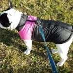 find-the-frenchie-cappottino-bulldog-francese