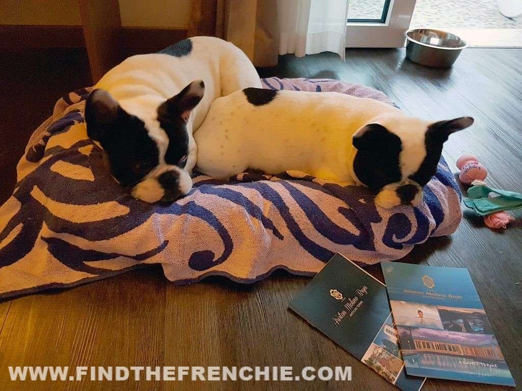 Abano Terme con i Bulldog Francese