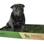 green-in-box-bulldog-francese-find-the-frenchie