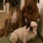 ivo-bulldog-francese-find-the-frenchie-adozione