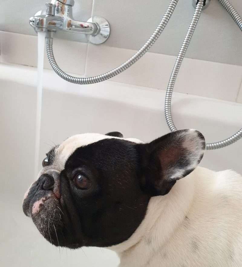 Shampoo consigliato per il vostro bulldog francese