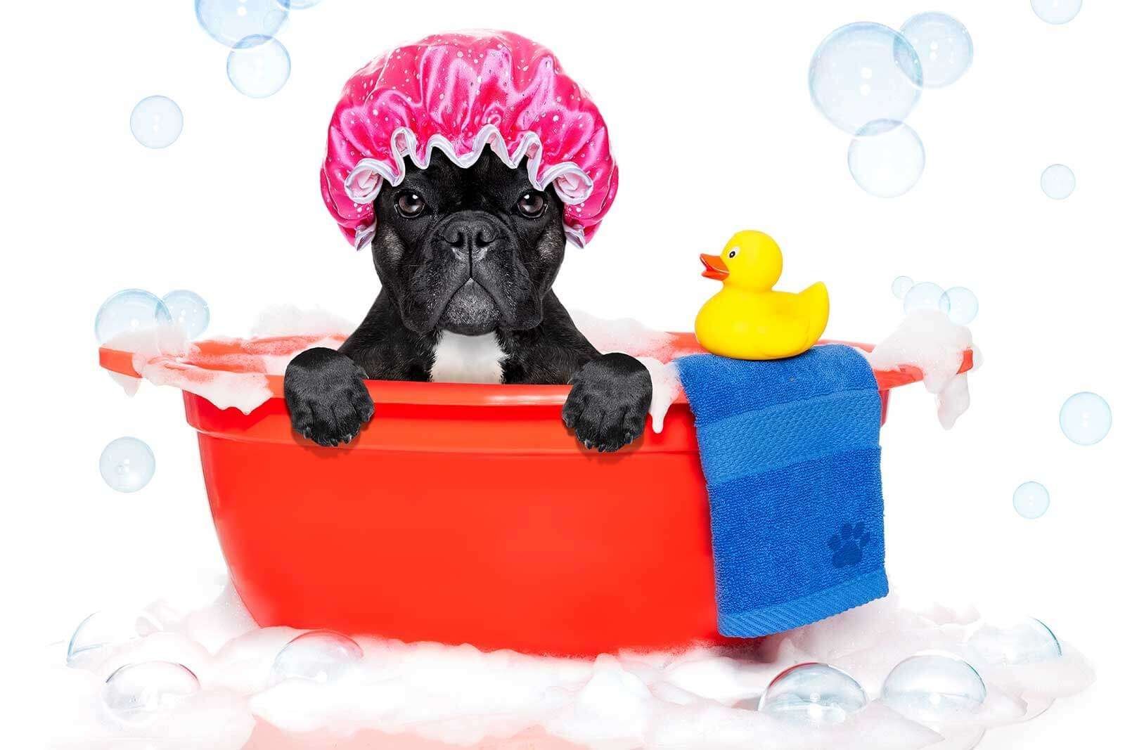 Shampoo consigliato per il vostro bulldog francese