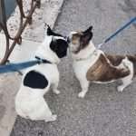 dante-ciro-bouledogue-francese-treviso