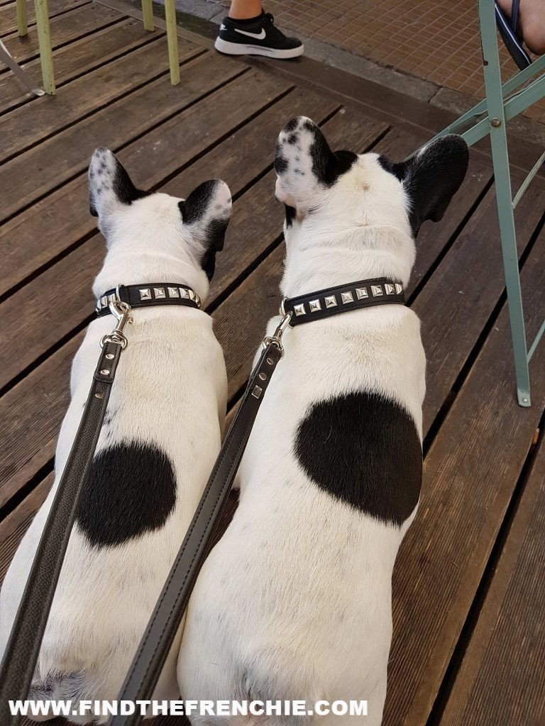 Collare Rocky Hunter Dante e Mia De Valoisse indossano il collare Rocky della Hunter