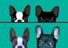 Guida alla scelta della razza canina boston terrier o bulldog francese.