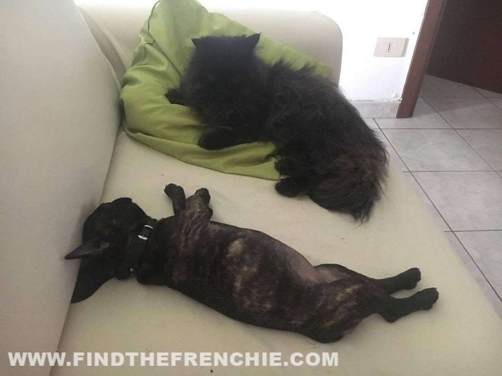 Scar e Mirtilla in relax sul divano di casa