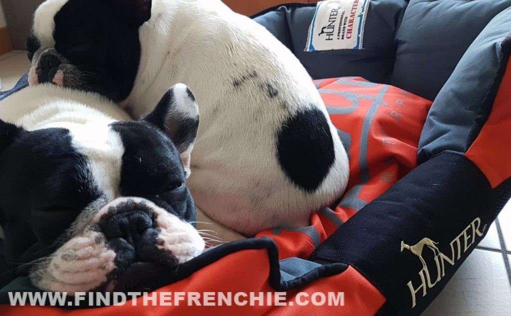 86x56x6 tappeto/ materassino cane con bulldog francese cuccia un singolo pezzo