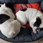 cuccia per cani Dante e Mia