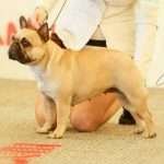 very important frenchie Lady Perfect