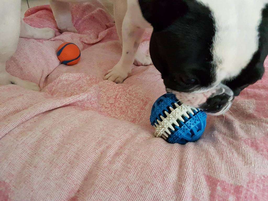 palla di gomma naturale per cani