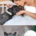 very important frenchie sposa