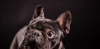 Black Friday French Bulldog. Le migliori offerte scelte per te