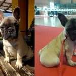 bouledogue-francese-rosa-fanelli