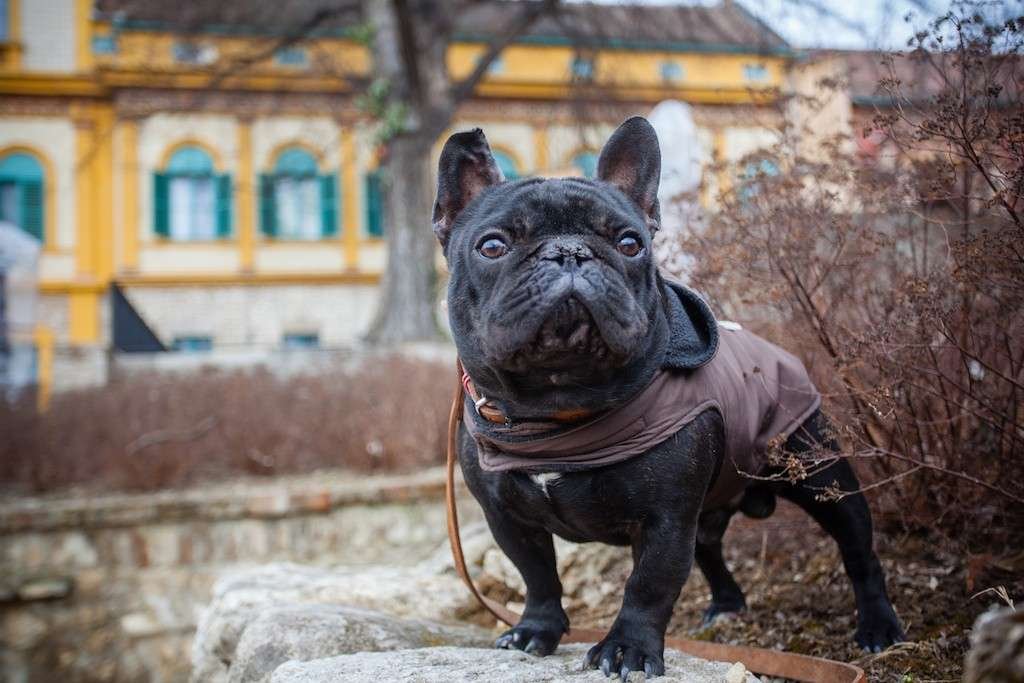 Cappottino bulldog francese per evitare lo sbalzo termico