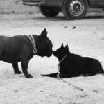 Agility Dog con Bulldog Francese amici