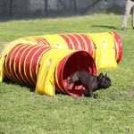 Agility Dog con Bulldog Francese_tunnel