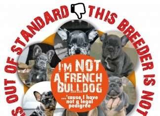Bulldog Francese senza pedigree La storia di Federica