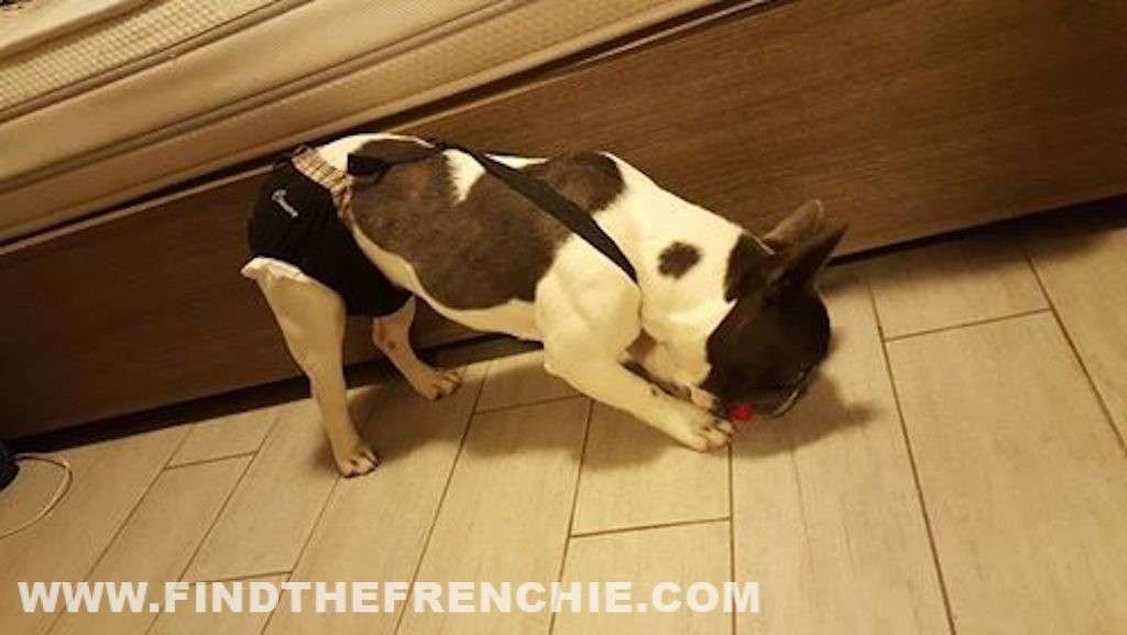 Bulldog Francese senza pedigree. La Storia di Federica