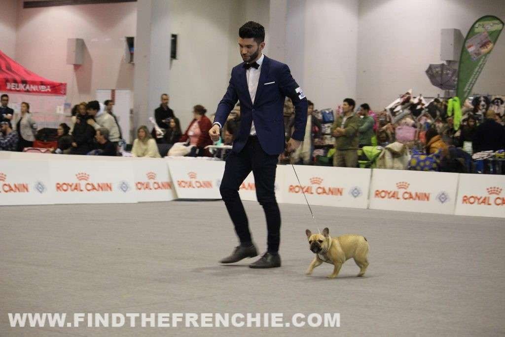 Esposizione Canina Internazionale di Padova. Al Ring Bouledogue Francese 