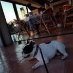 Cane al ristorante? Ecco cosa dice la legge.Find the Frenchie