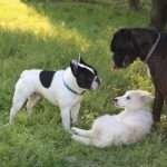 Le abitudini del Bouledogue Francese_7_FindtheFrenchie