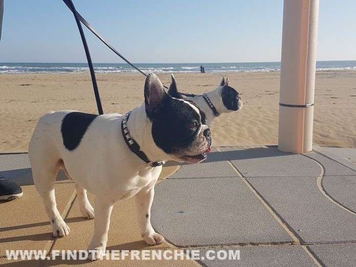 Razza Bouledogue Francese: facciamo chiarezza. Find The Frenchie