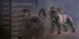 ado Seeley De Valoisse - Campione Italiano Bouledogue Francese 2018