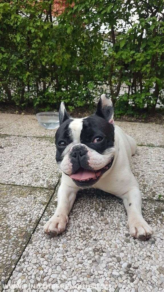 filaria nei cuccioli di cane