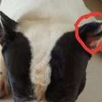 Otoematoma del cane. I Sintomi, Dante-FindtheFrenchie2