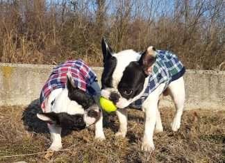 Palline da tennis Kong Squeak Air - recensione - Find the frenchie