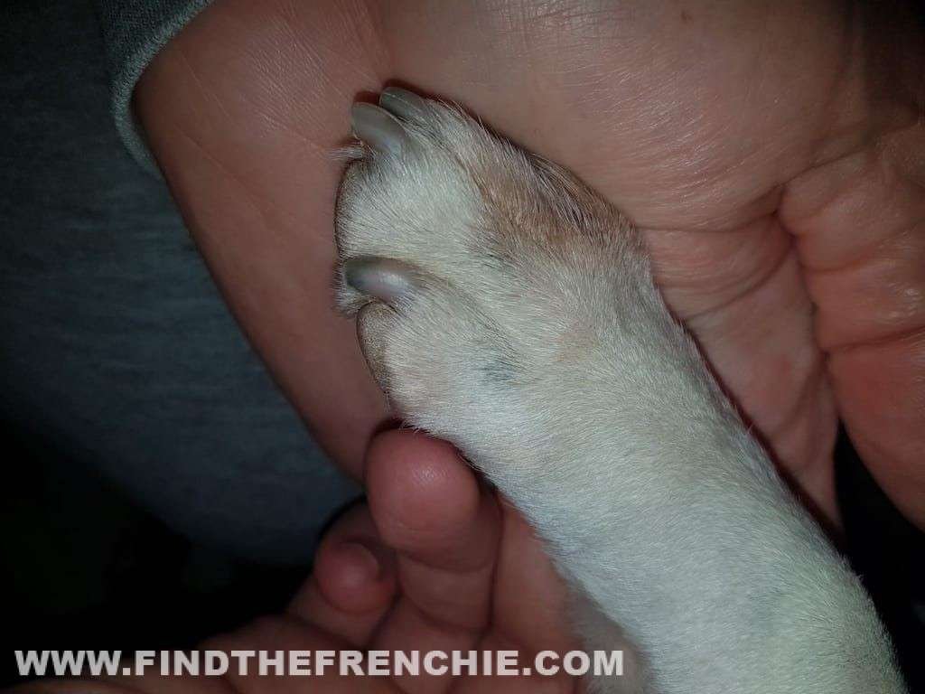 Dermatite atopica nel Bouledogue Francese Zampa con inizio dermatite atopica nel Bouledogue Francese. Dettaglio
