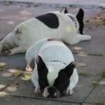 B&B Villa 61-Relax2-Find-theFrenchie