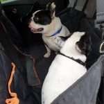 Coprisedile auto per cani – Find the Frenchie – Recensione
