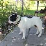 In vacanza con il tuo Bouledogue