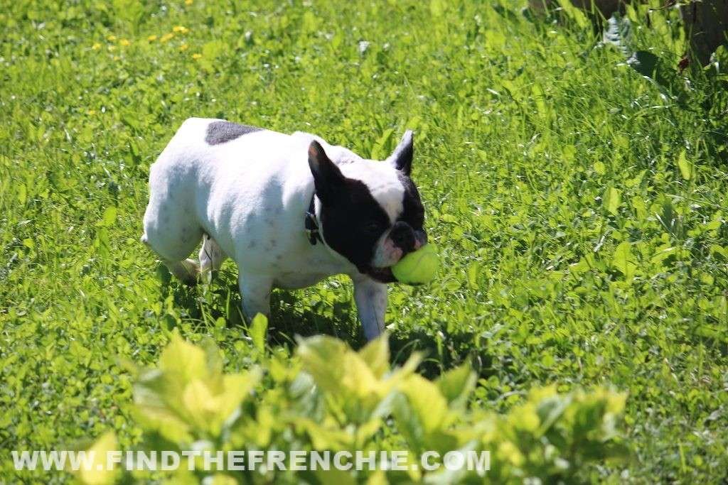 recensioni dei Bestseller per Bouledogue | Speciale Estate recensioni dei Bestseller per Bouledogue | Speciale Estate