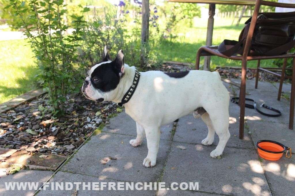 recensioni dei Bestseller per Bouledogue | Speciale Estate recensioni dei Bestseller per Bouledogue | Speciale Estate