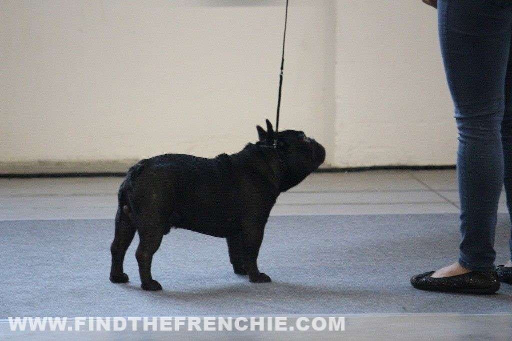 Esposizione nazionale cinofila di Treviso - 8 settembre 2019 - French Bulldog