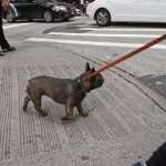 French Bulldog in New York – walking