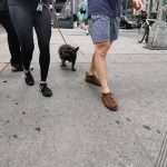 French Bulldog in New York – walking 3