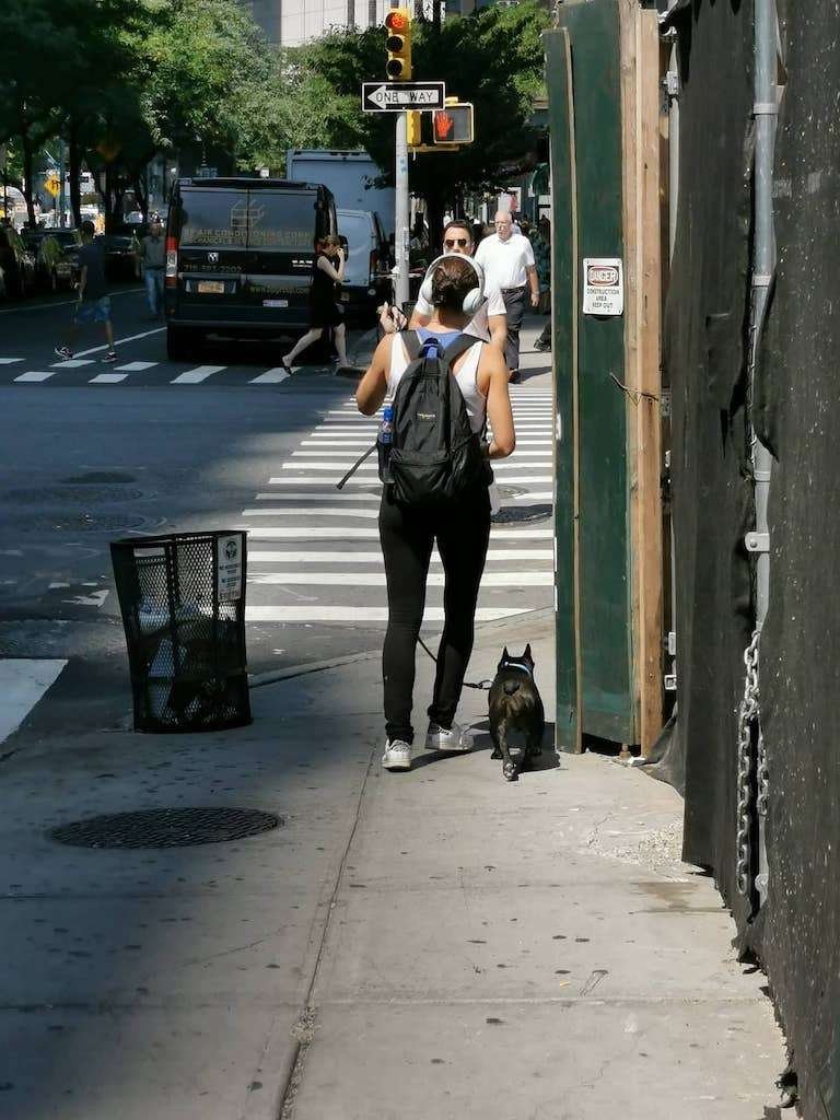 French Bulldog in New York - Curb your dog
