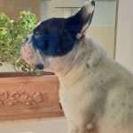 Hot Spot Bouledogue Francese – Dante – Find the Frenchie