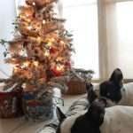 Bouledogue Francese addicted? Super Guida Regali di Natale