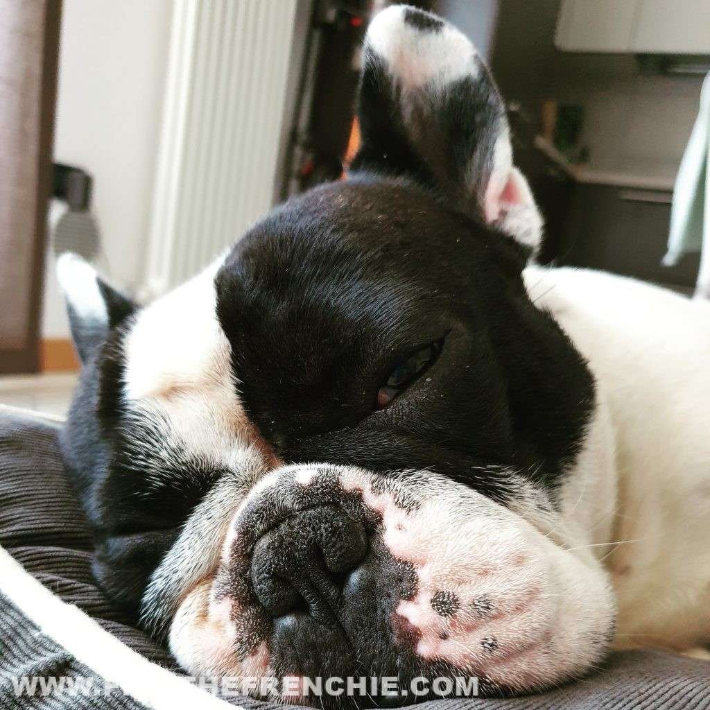 Dante Find the Frenchie - Bouledogue Francese-influenza gastrointestinale
