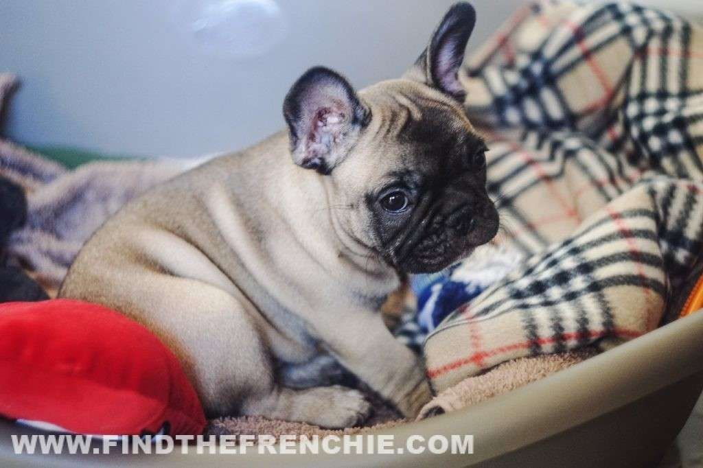 Zeus da cucciolo Intolleranze alimentari nel Bouledogue_Zeus-piccino
