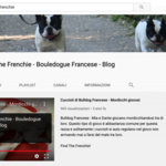 Video Bouledogue Francese Canale Find the Frenchie