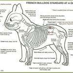 Standard Bulldog Francese