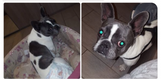 cuccioli di carlotta - truffa Bouledogue Francese