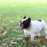 villaemo-parco-cani-mia-findthefrenchie