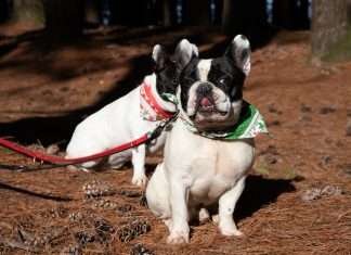 Bouledogue Francese nel bosco
