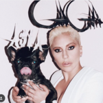 bulldog-francesi-di-Lady-Gaga-Asia